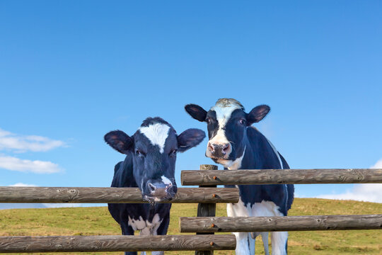4 251 Best Noggin Cattle Images Stock Photos Vectors Adobe Stock