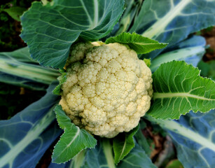 cauliflower in the garden, cauliflower leaves, close-up of cauliflower plant outdoor in sunny...