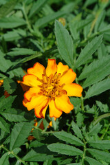 A close up of vibrant yellow flower of French Marigold (Tagetes patula) among the green leaves on a sunny day. The marigold is the October birth flower