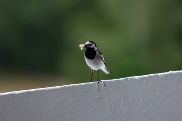 Small beautiful white wagtile bird sitting on a white block house balcony.