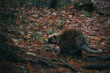 Canadian porcupine climbing around a tree