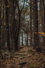 Canadian hiking trail with fall leaves all around