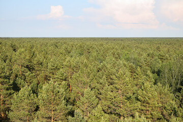 Fototapeta na wymiar Areal view of pine trees forest from view tower on a warm summer day.