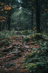 Canadian hiking trail with fall leaves all around