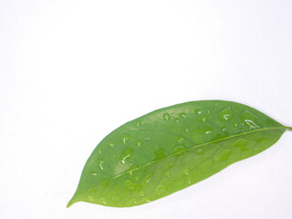 Fototapeta na wymiar green leaf with water drops on isolated white