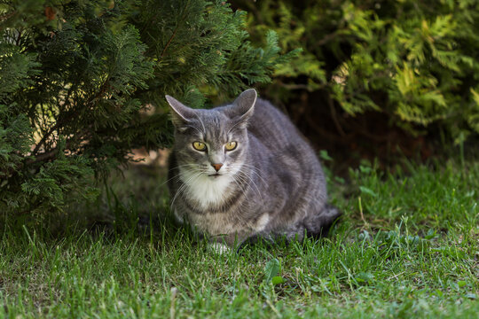 Gray cat sitting in garden grass and watching towards camera.