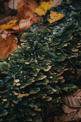 mushroom ontop of fallen tree