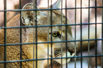 Caged Tiger