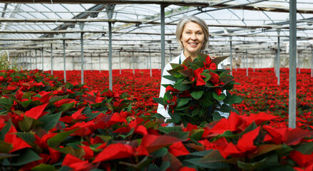 Happy middle-aged female standing with flowering Poinsettias in her greenhouse on background with red plantation