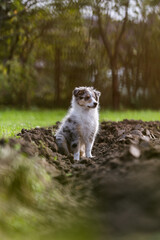 Young sheltie puppy sitting in flower, agricuture land bed.