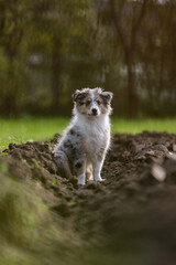 Young sheltie puppy sitting in flower, agricuture land bed.