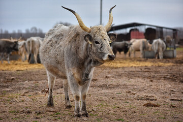 Hungarian gray cattle, cow on a small Hungarian farm
