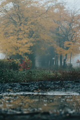 fall trees surrounded by fog