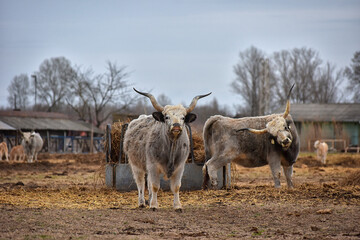 Hungarian gray cattle, cow on a small Hungarian farm