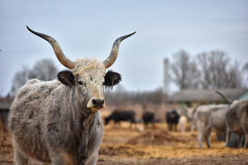 Hungarian gray cattle, cow on a small Hungarian farm