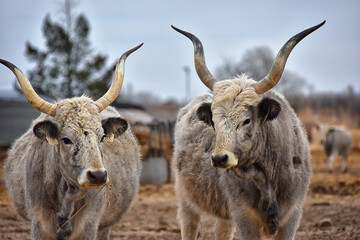 Hungarian gray cattle, cow on a small Hungarian farm