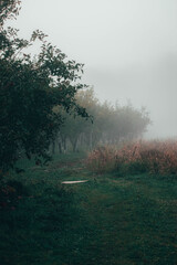 red delicious apples on a foggy morning