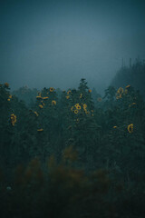 sunflower field draped in fog