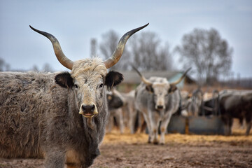 Hungarian gray cattle, cow on a small Hungarian farm