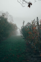 royal gala apple trees on a foggy morning