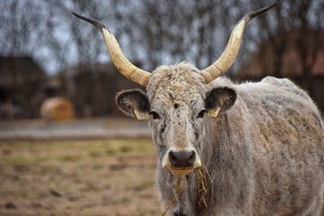Hungarian gray cattle, cow on a small Hungarian farm