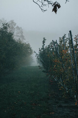 royal gala apple trees on a foggy morning