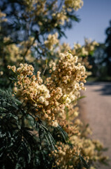 Wattle flower