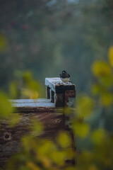 small grey bird ontop of an apple crate