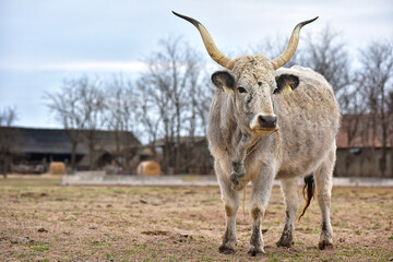 Hungarian gray cattle, cow on a small Hungarian farm