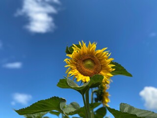sunflower on blue sky