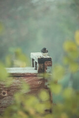 small grey bird ontop of an apple crate