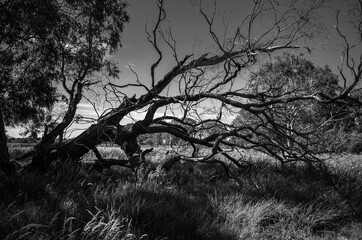 Black and white fallen tree