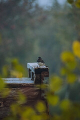 small grey bird ontop of an apple crate