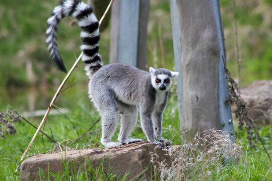 Katta (Catta Lemur), sitzend