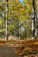 Forest tree path in autumn with yellow leaves on trees.