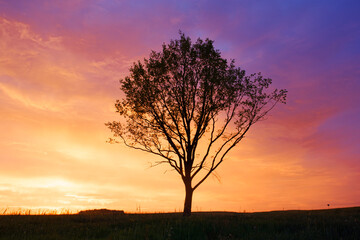 Fototapeta premium lonely tree on the background of red sunset