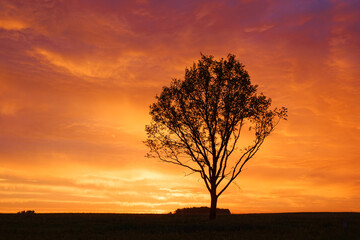Fototapeta na wymiar lonely tree on the background of red sunset