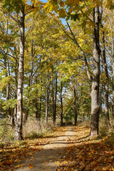 Forest tree path in autumn with yellow leaves on trees.