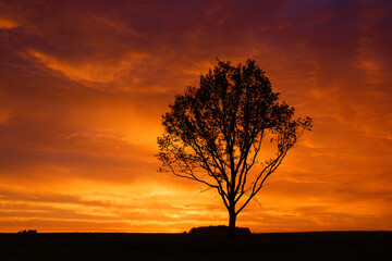 Fototapeta na wymiar lonely tree on the background of red sunset
