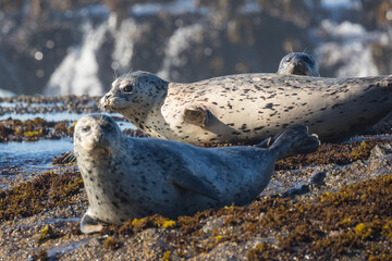 Wild harbor seals sunbathing on coastal rocks along Pacific Highway in California.