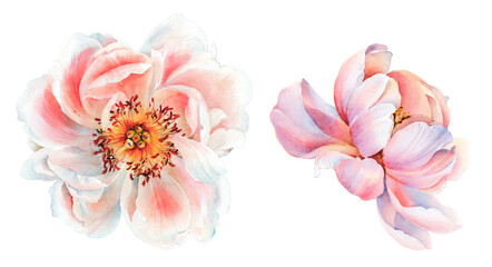 Flowers watercolor illustration. Manual composition.Design for cover, fabric, textile, wrapping paper . - 388689054