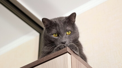 Playful gray cat sits on a closet and follows the movement of something in .