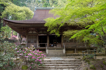 Fototapeta na wymiar 室生寺のシャクナゲ
