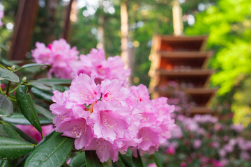 室生寺の五重塔とシャクナゲ