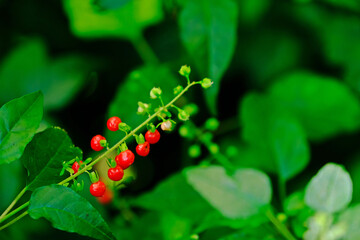 Bloodberry (Rivina humilis L.) with blurred green leaves background.
