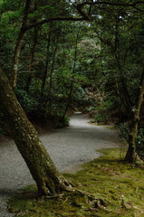 Obraz premium 伊勢神宮の参道