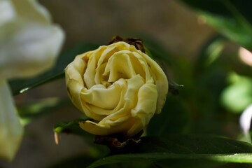 Imagen otoñal vintage de una marchita camelia aislada en la penumbra del jardín. Fotografía...