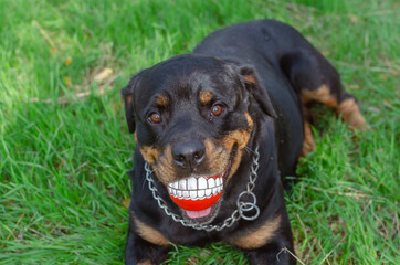 Smile ball in the mouth of  dog.