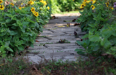 Path in the garden. Yellow flowers grow on both sides of the path.