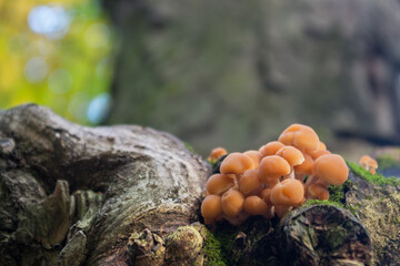A cluster of bright orange poisonous fungi Hypholoma fasciculare, commonly known as the sulphur tuft or clustered woodlover growing on a gray tree trunk among green moss.